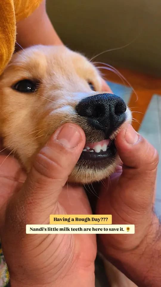 Golden retriever puppy closeup