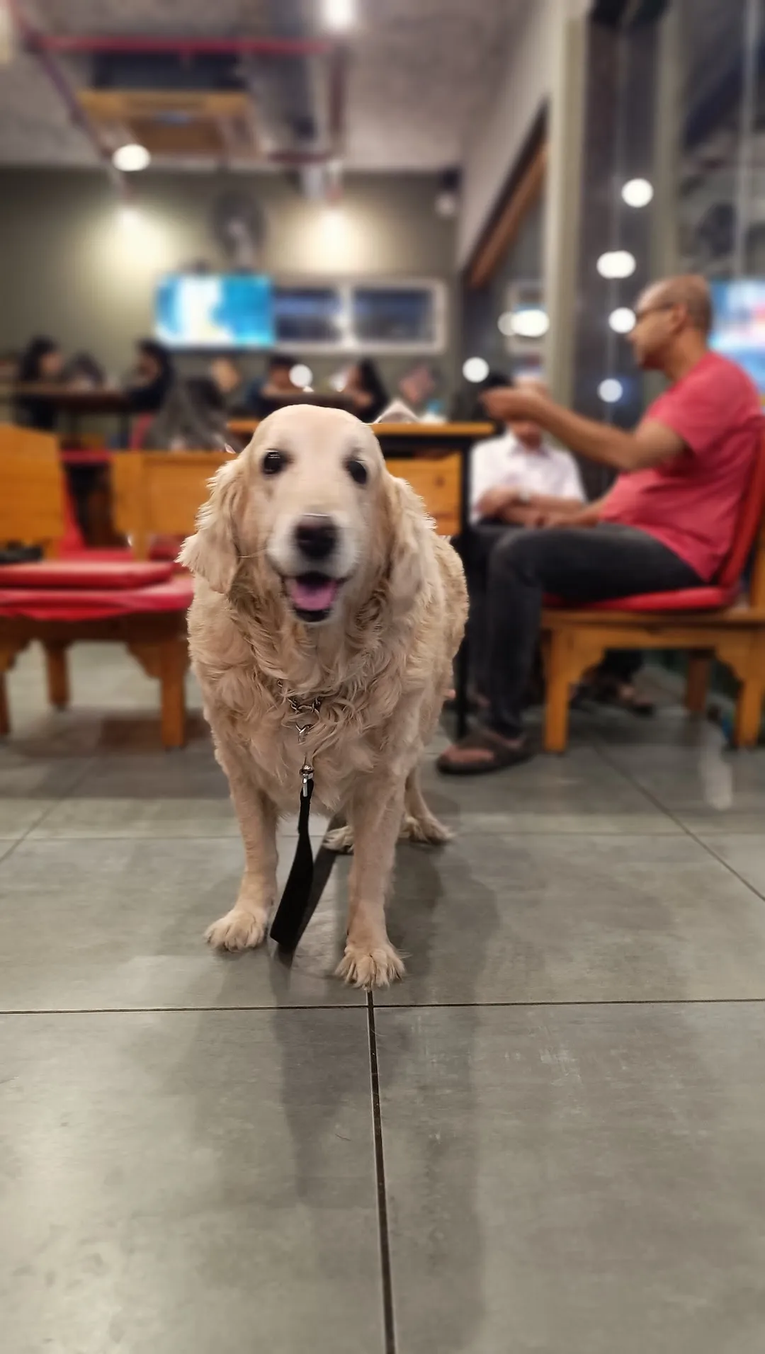 Smiling golden retriever at Pefeteria