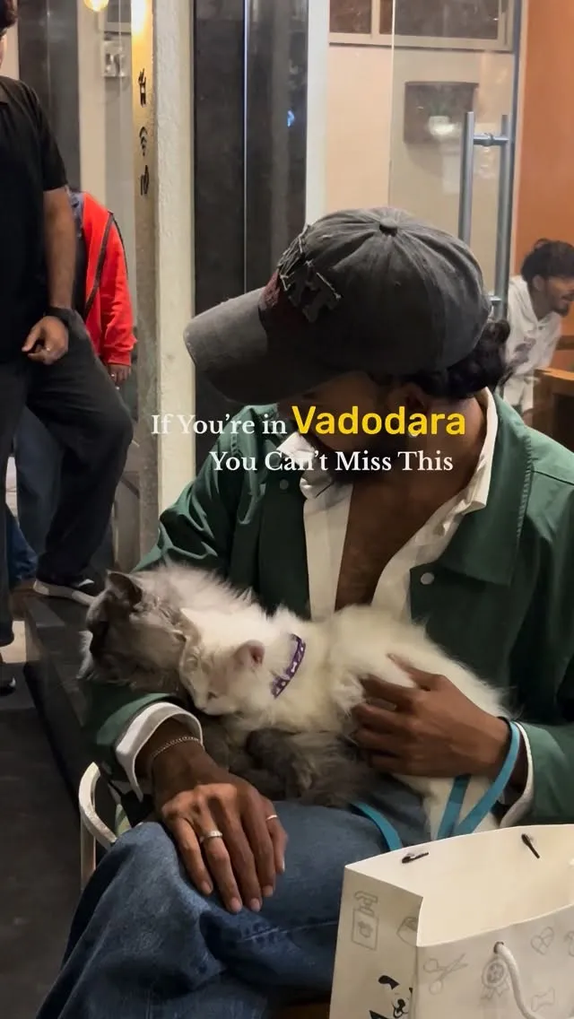 Guest cuddling a cat at the cafe