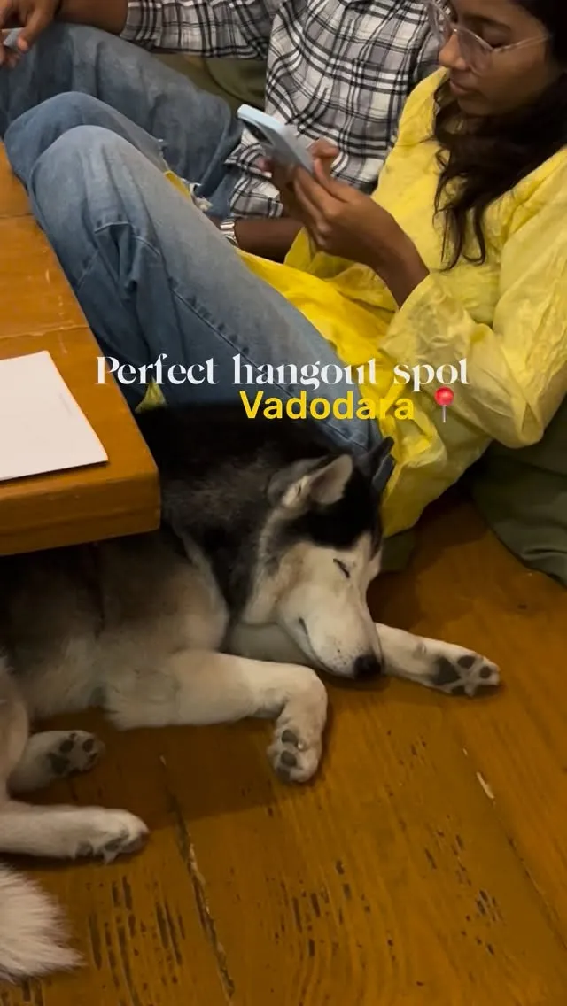 Husky napping beside guests