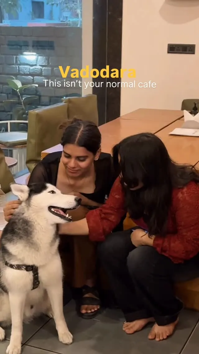 Friends with husky at the cafe